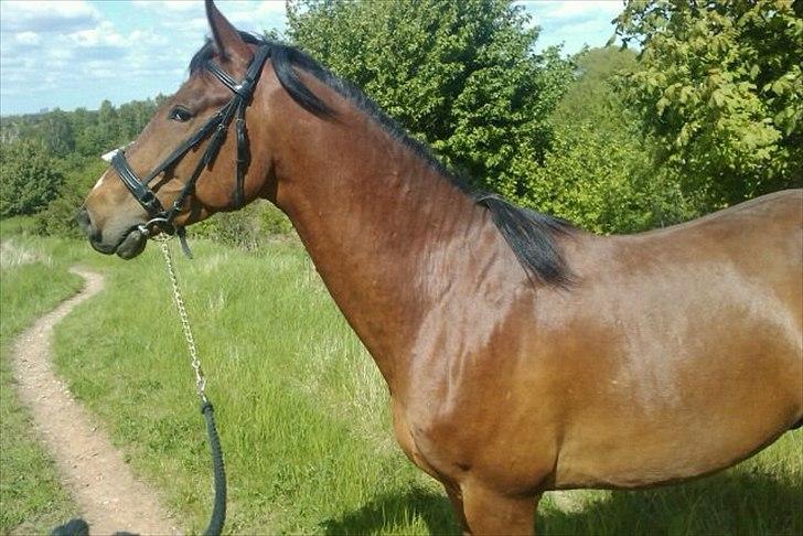 Anden særlig race Ocean - Smukke Hest ude i skoven med Hende der Tilred Ham billede 2
