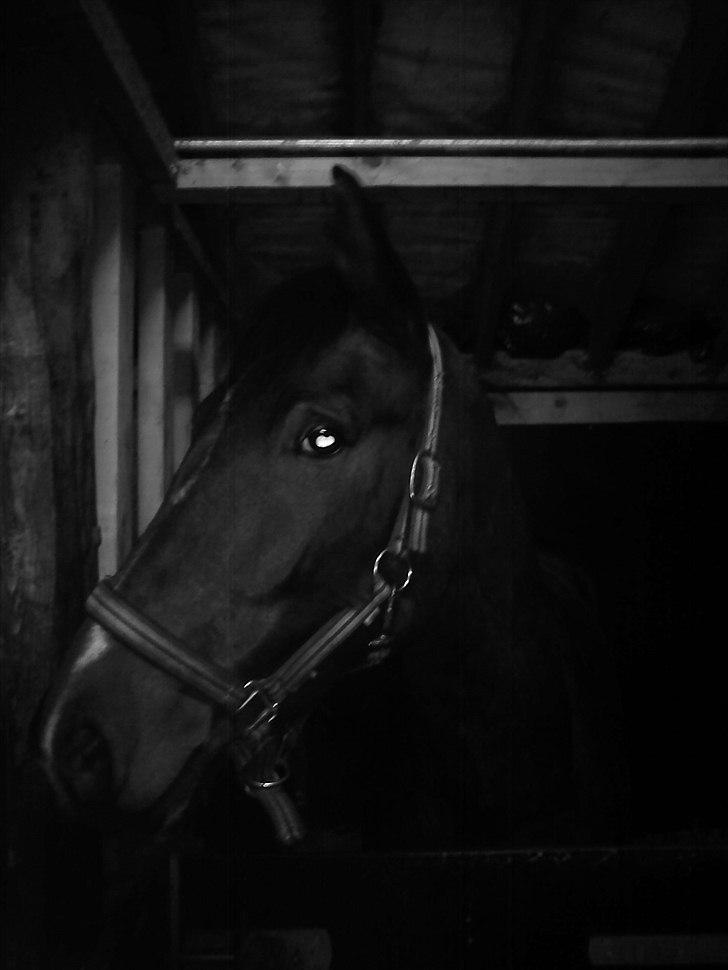 Anden særlig race Ocean - I Boksen (: billede 3