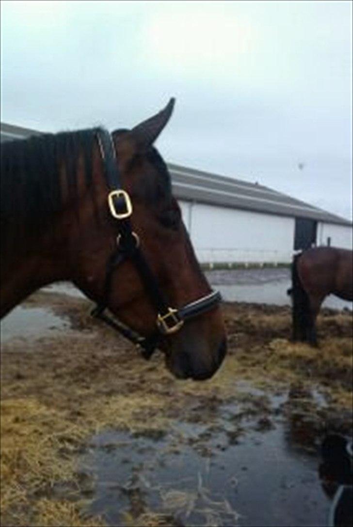 Anden særlig race Ocean - Ocean i løsdriften ;) billede 5