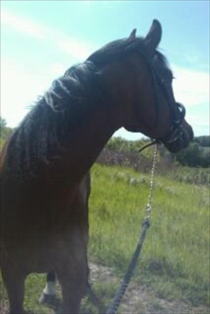 Anden særlig race Ocean - Dejlige Ocean <33 billede 4