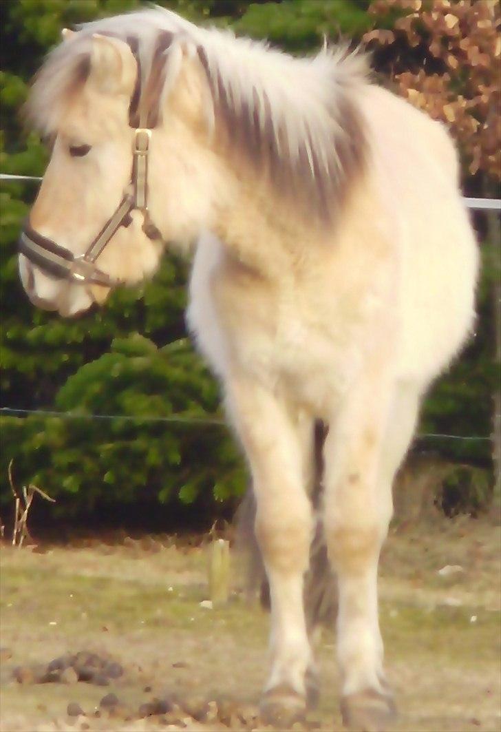 Fjordhest • Kejser  - så stor er han efterhånden blevet ham Bøllekaj, allerede ligeså høj som sin far 1½ år gammel :D 26.02.2011 billede 11