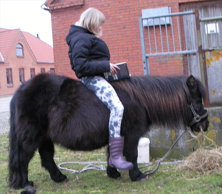 Shetlænder Ravnegårds Tootsie *Udlånt* - Min lillesøster læser lektier og hygger med Tootsie (: billede 7