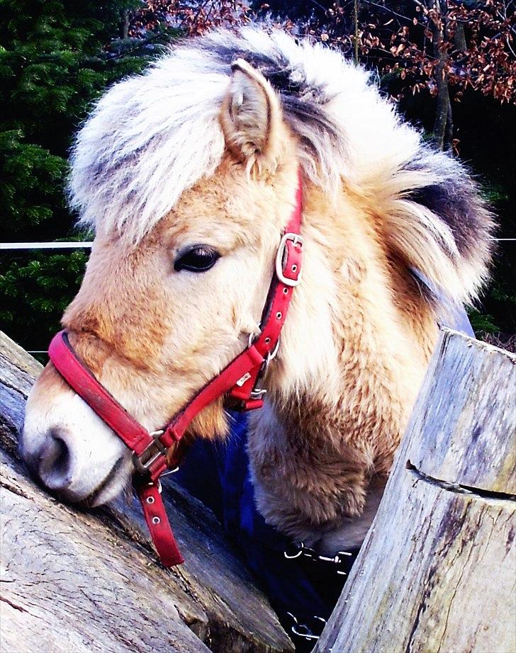 Anden særlig race • Daisy - Daisymusen den 26.02.2011 (-: billede 10