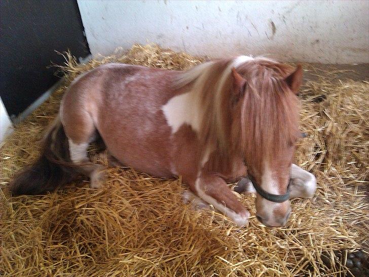 Anden særlig race Indy billede 4