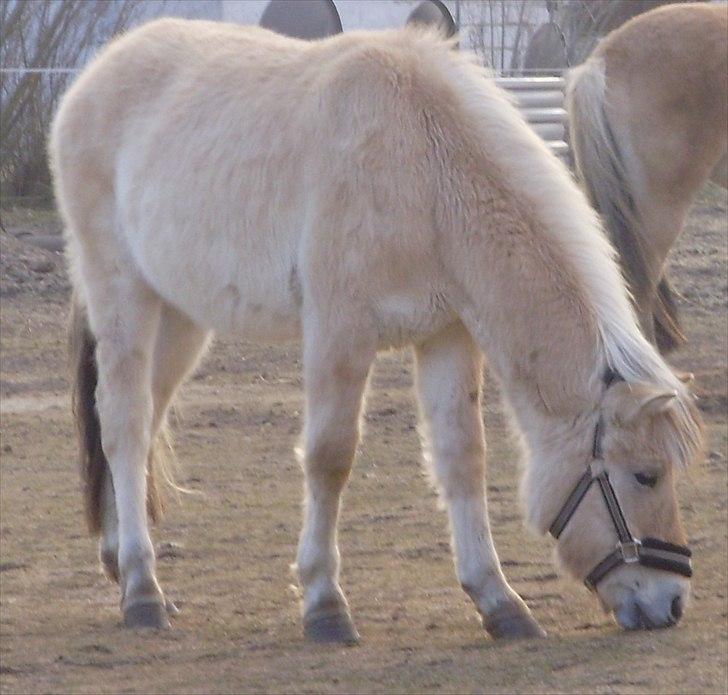 Fjordhest • Kejser  - Kejser den 26.02.2011 (-: billede 12