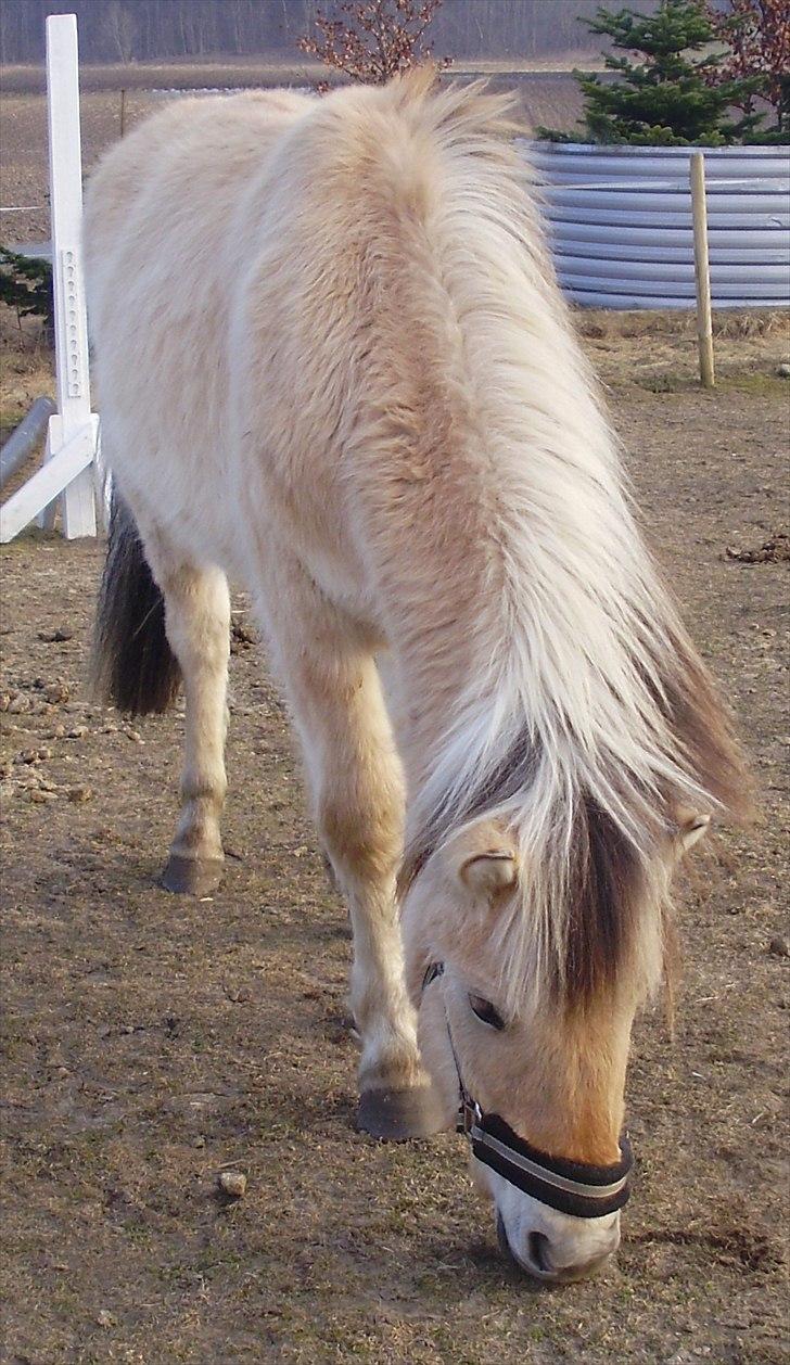 Fjordhest • Kejser  - 26.02.2011 billede 13
