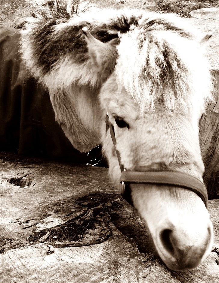 Anden særlig race • Daisy - 26.02.2011 billede 11