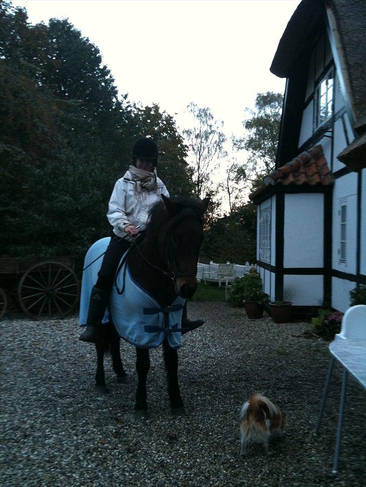 Islænder Bersi billede 14