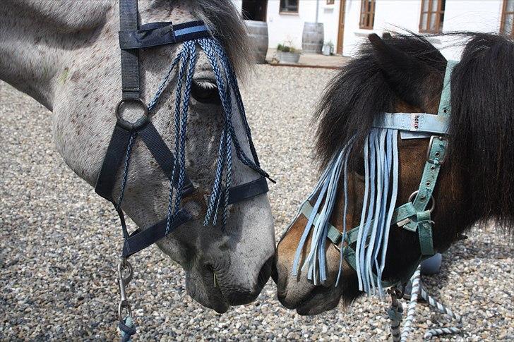 Islænder Blanding | Solvang's Portobello<3 - Bello&Merz!<3 billede 2