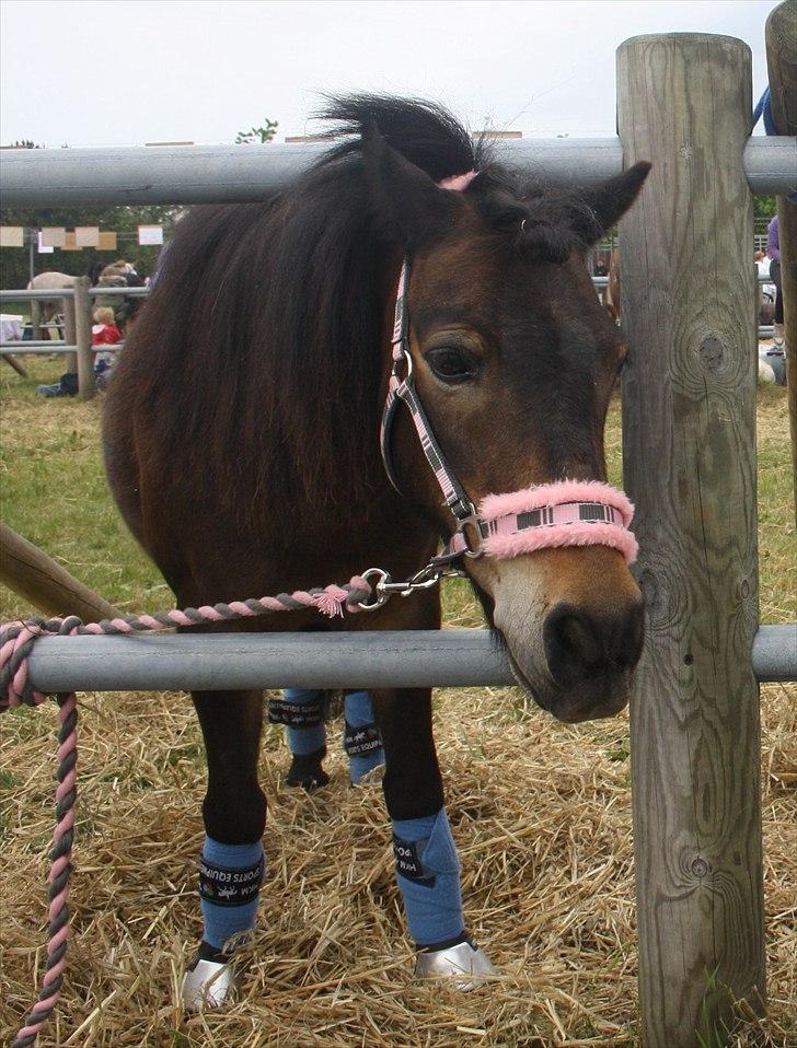 Islænder Blanding | Solvang's Portobello<3 - Bello til Lemvig dyreskue, han var så dygtig!<3 billede 8