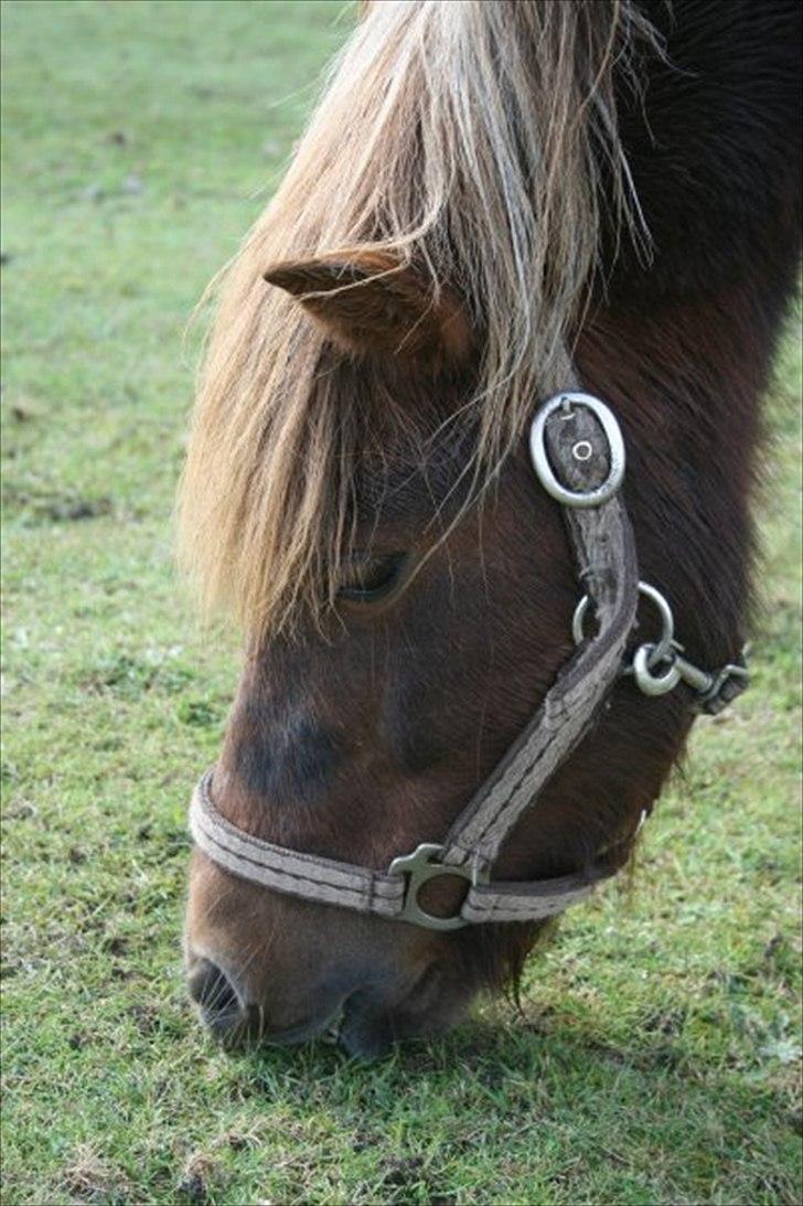 Shetlænder Lilo - Lilo på folden. billede 10