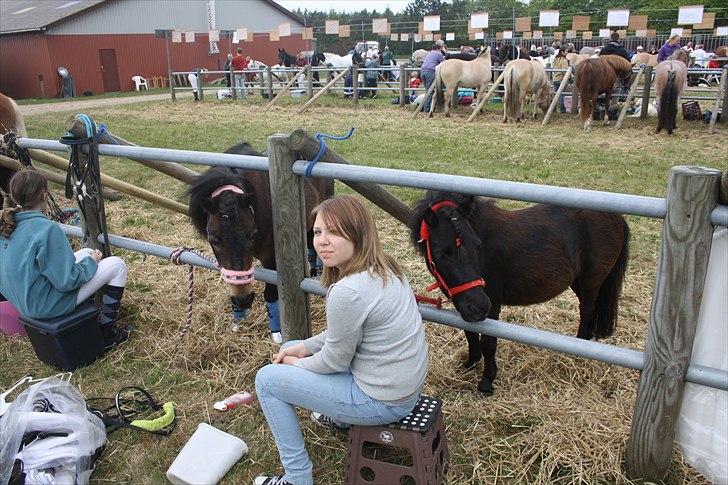Islænder Blanding | Solvang's Portobello<3 - hygge til lemvig dyreskue:p billede 11