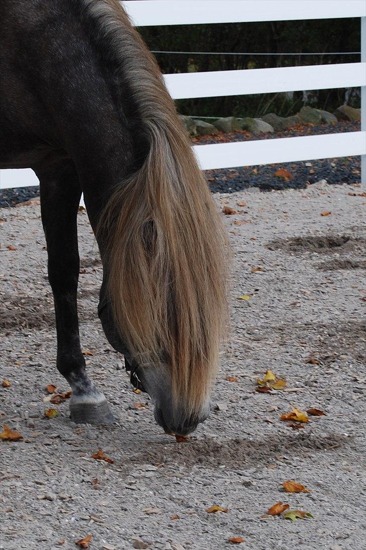 Pura Raza Española Maximus Z of Rohan billede 7