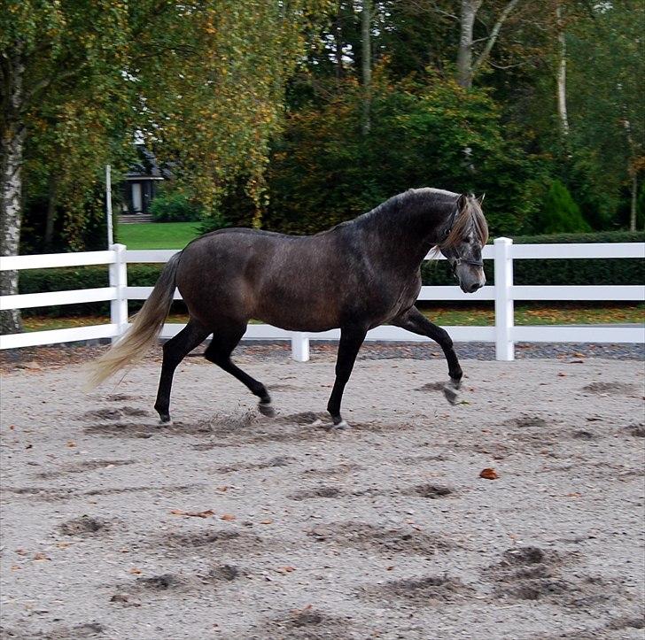 Pura Raza Española Maximus Z of Rohan billede 9