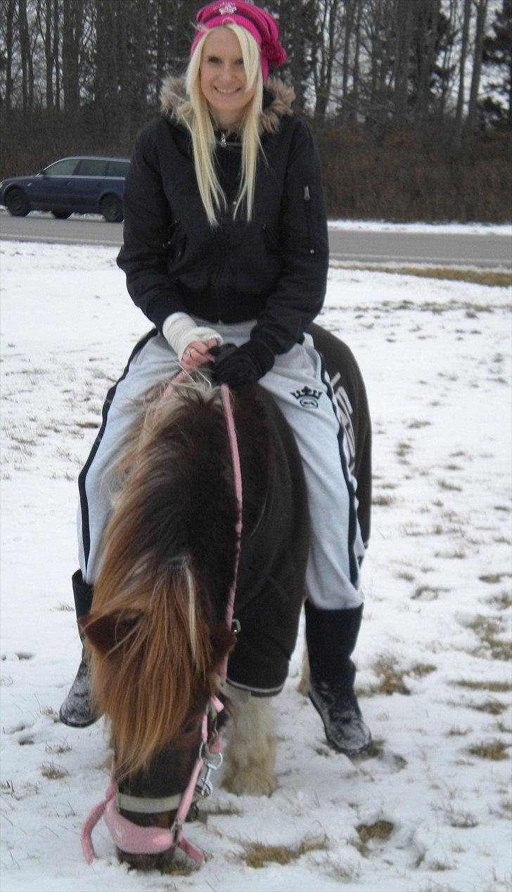 Shetlænder Lilo - du er så dejlig! billede 6