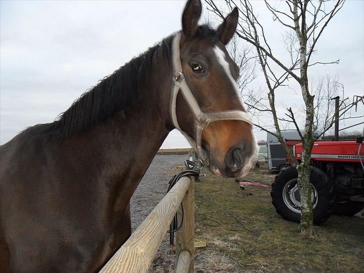 Hannoveraner Aurin - Aurin på ridebanen..  billede 1
