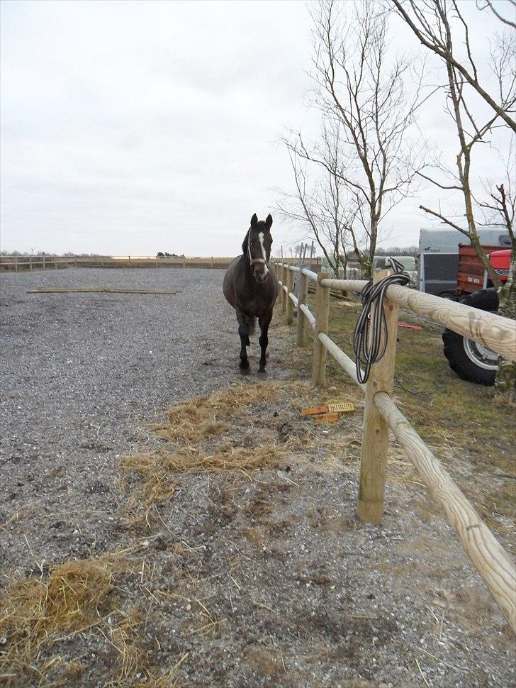 Hannoveraner Aurin billede 3