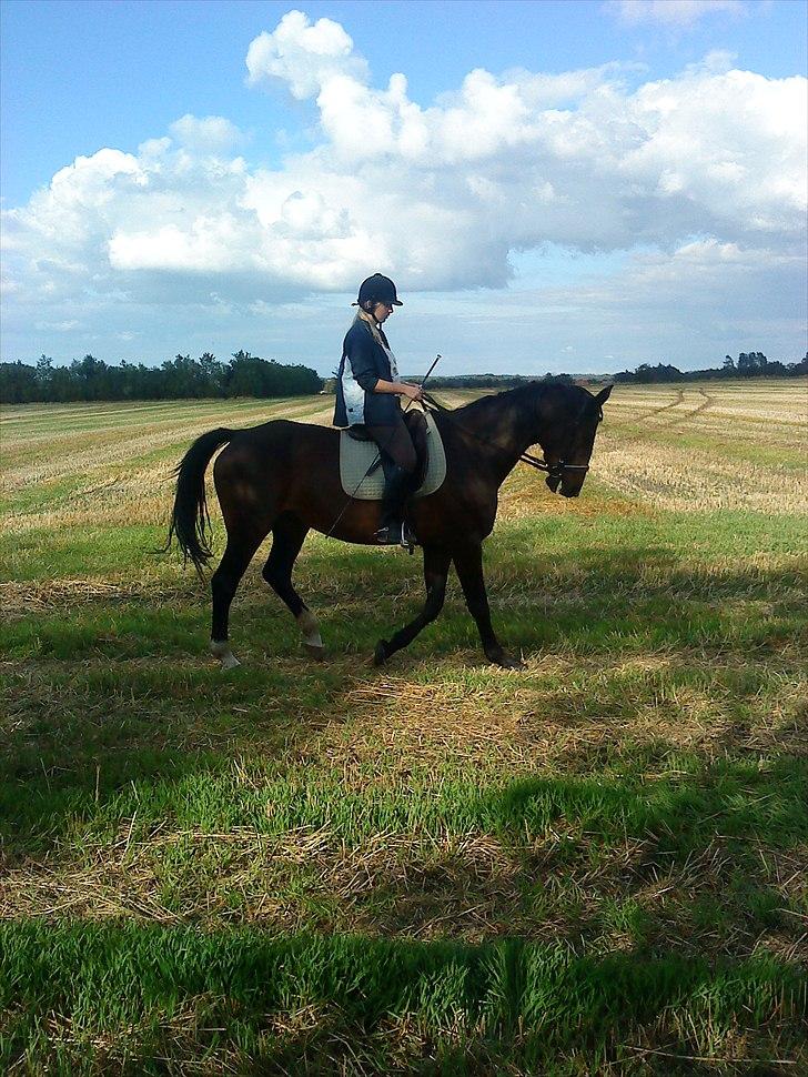 Hannoveraner Aurin - I foråret. :) billede 4