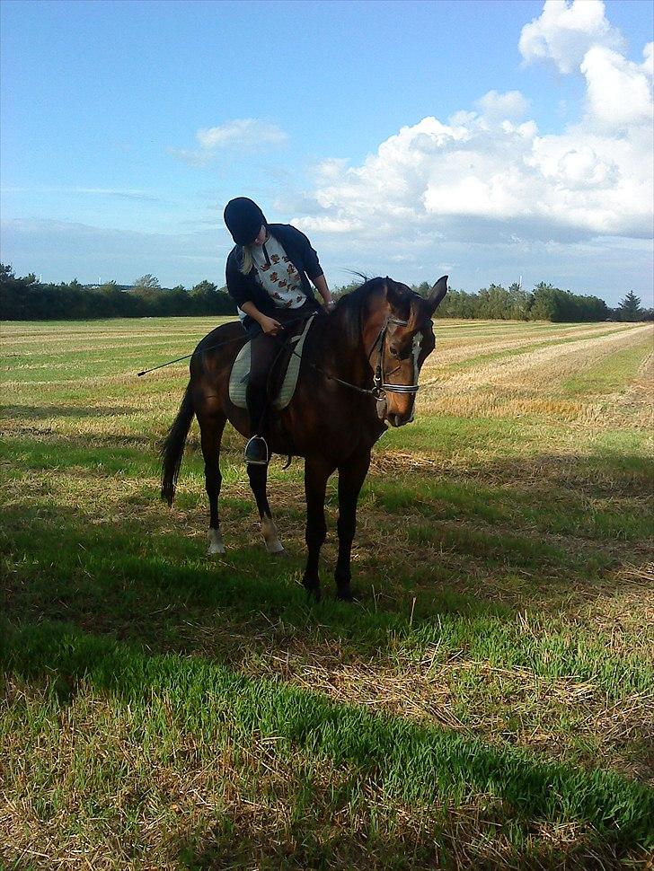 Hannoveraner Aurin billede 5