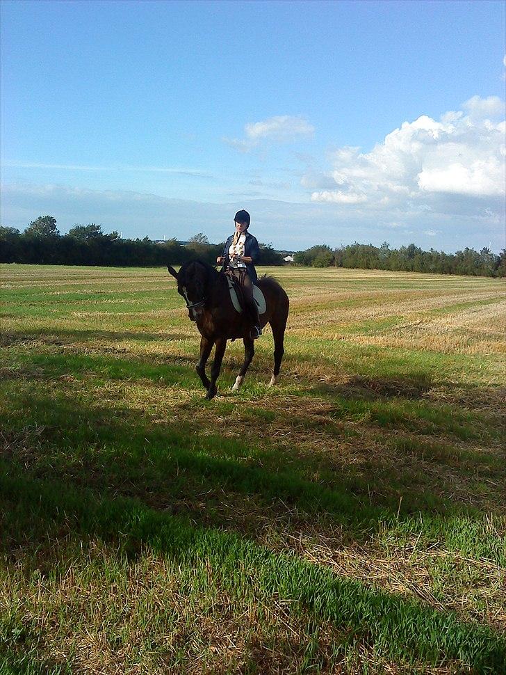 Hannoveraner Aurin billede 7