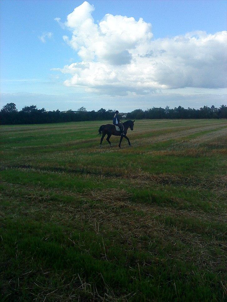 Hannoveraner Aurin billede 8