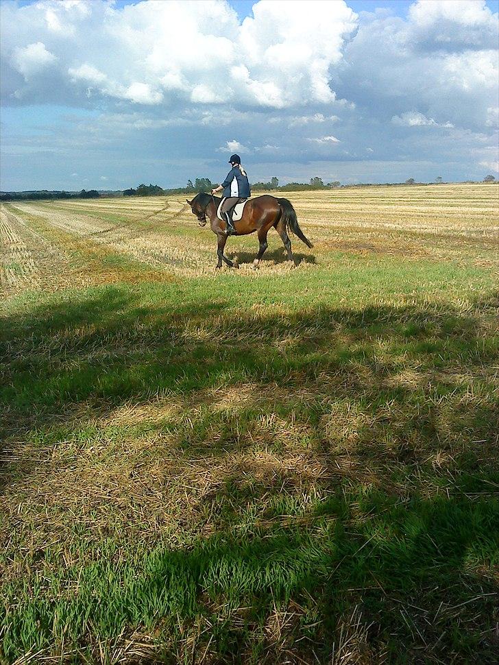 Hannoveraner Aurin billede 9