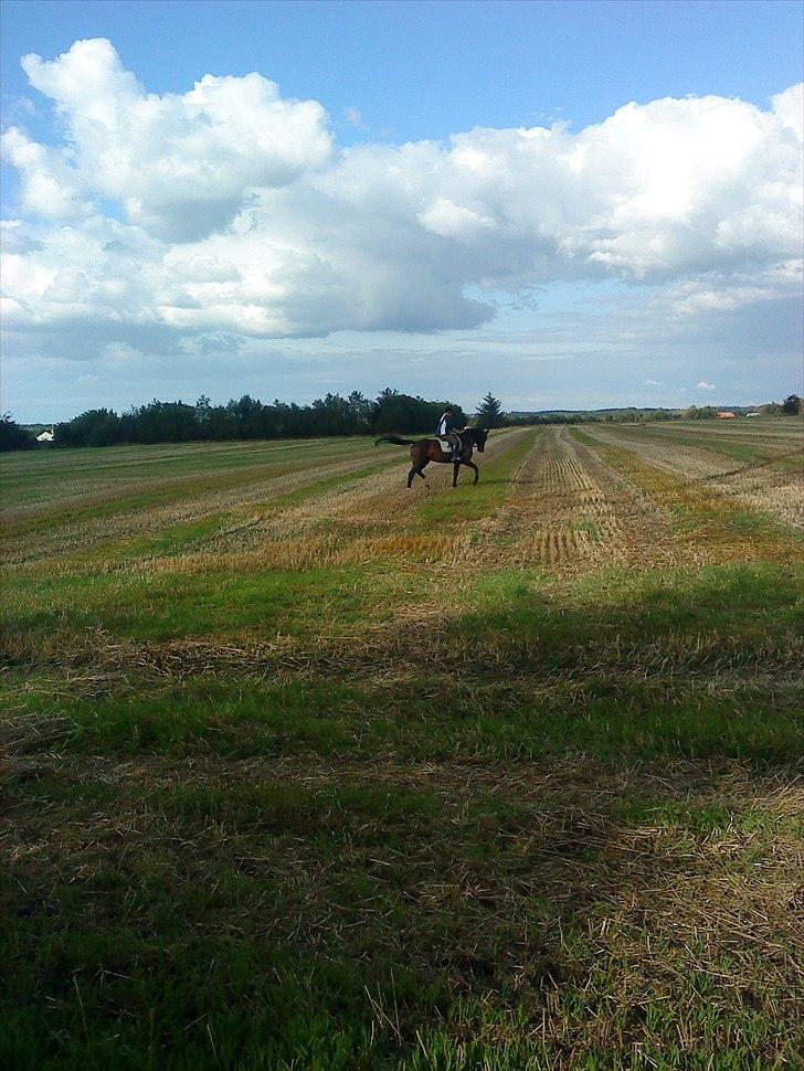 Hannoveraner Aurin billede 10