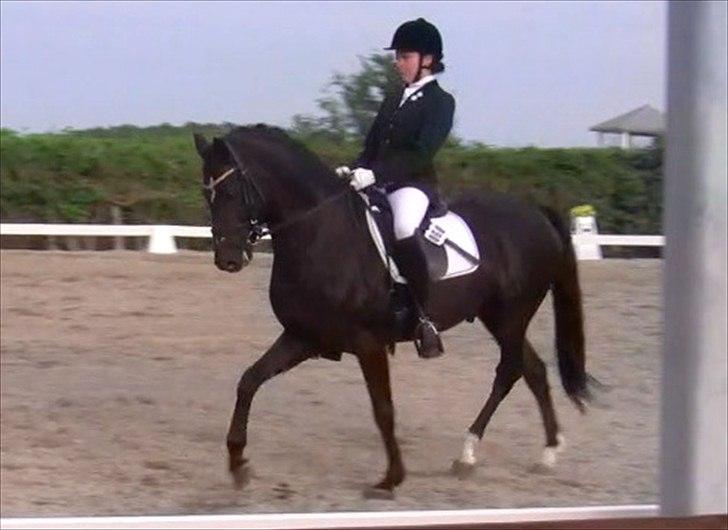 Tysk Sportspony Holsteins Number One (A-pony) billede 16