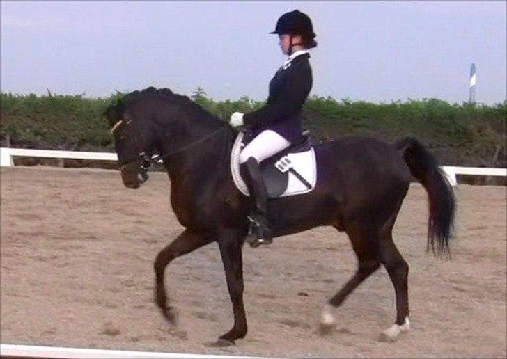 Tysk Sportspony Holsteins Number One (A-pony) billede 17