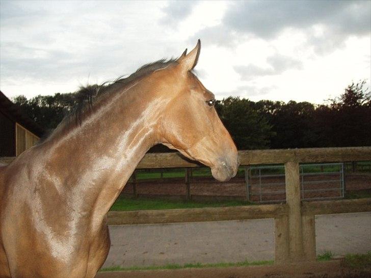 Anden særlig race Tornado<´3 (SOLGT) :´( billede 12