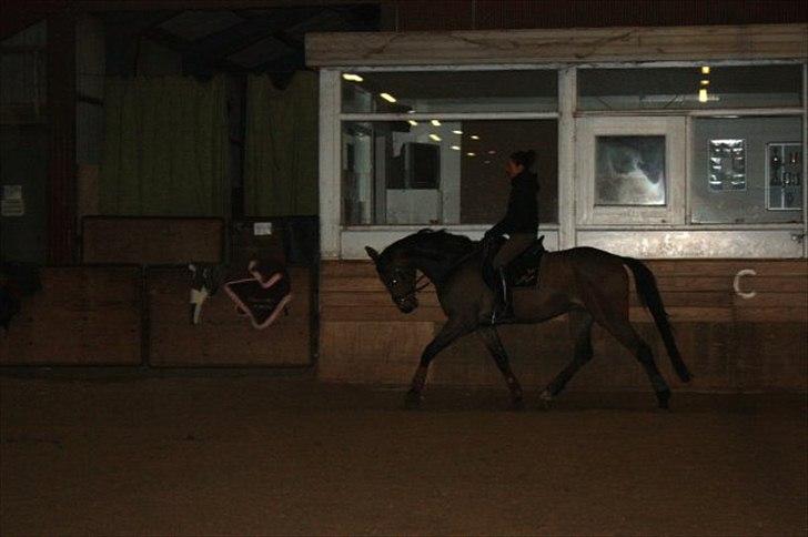 Anden særlig race Tornado<´3 (SOLGT) :´( billede 15