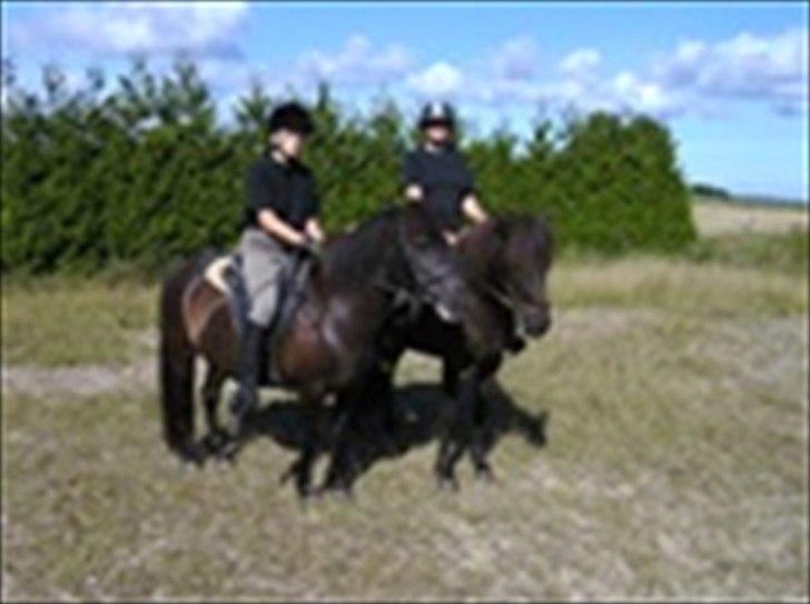 Islænder Gæfa fra Hejelte  - Marete og Gæfa 
Susanne og Tign billede 13