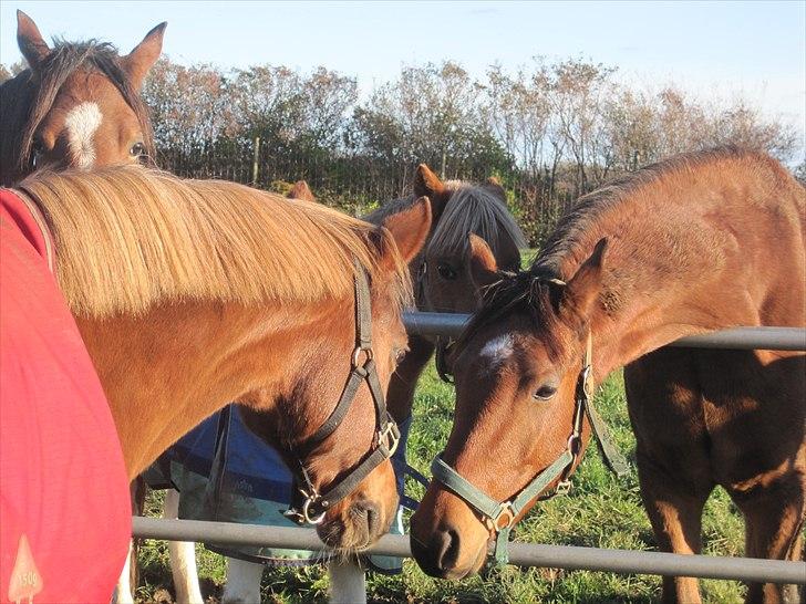 DSP Aischa *Søsters pony* - Aischa hilser lige på vennerne billede 8