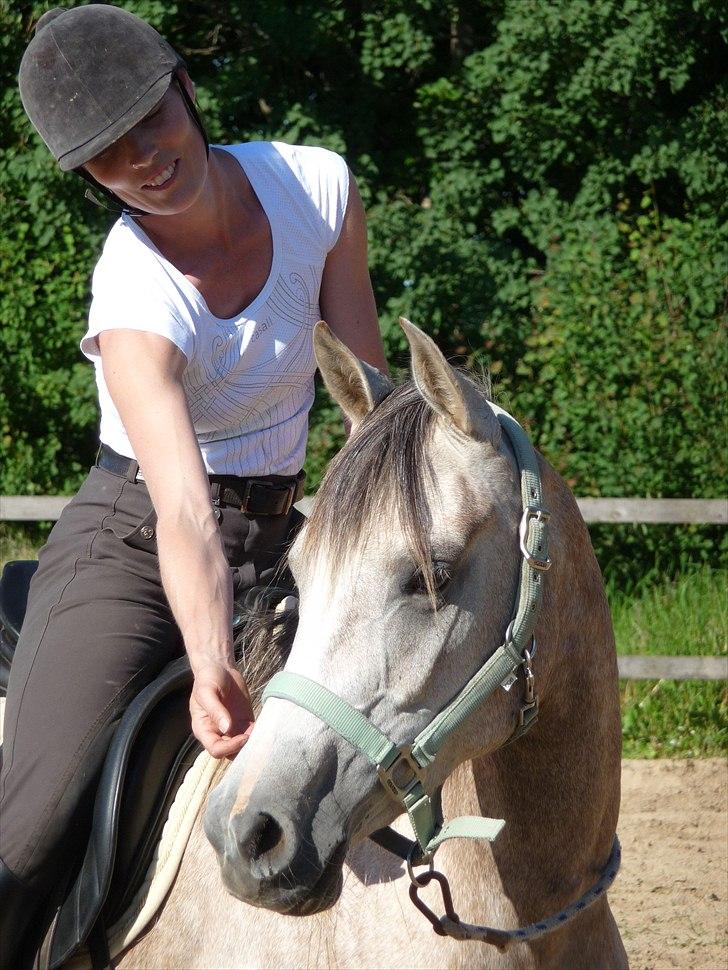 Arabisk fuldblod (OX) Aki-Bells Akira billede 1