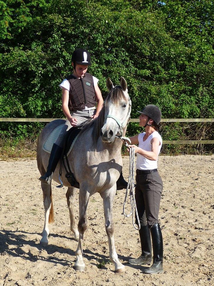 Arabisk fuldblod (OX) Aki-Bells Akira billede 2