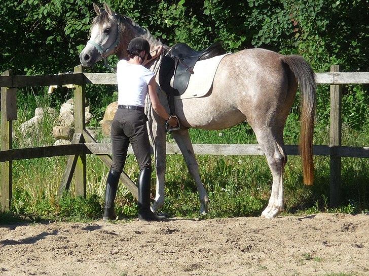 Arabisk fuldblod (OX) Aki-Bells Akira billede 3