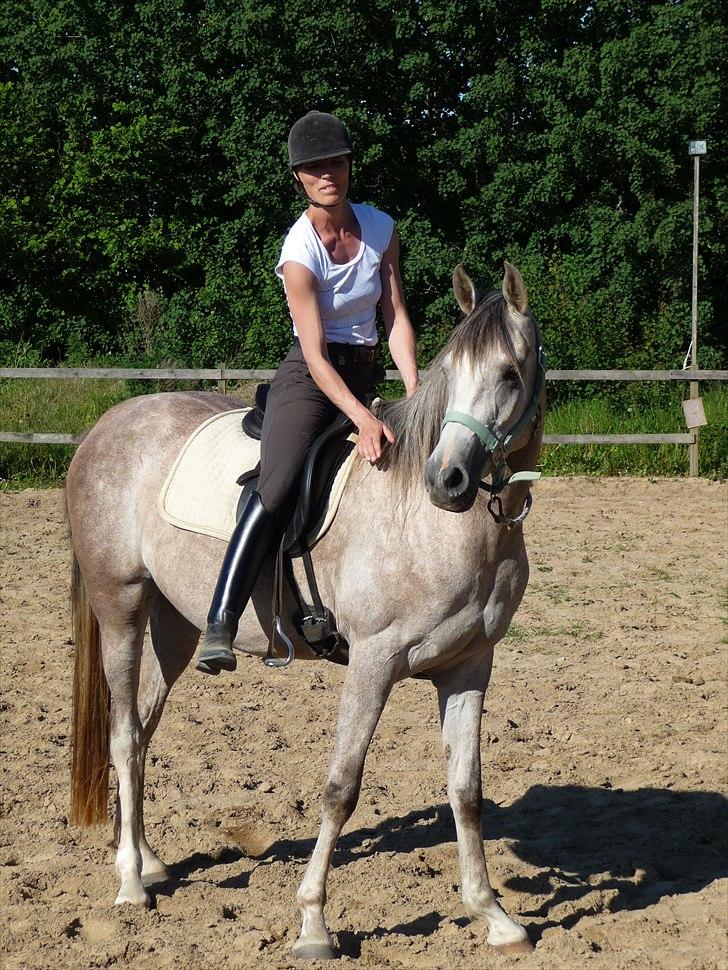 Arabisk fuldblod (OX) Aki-Bells Akira billede 4