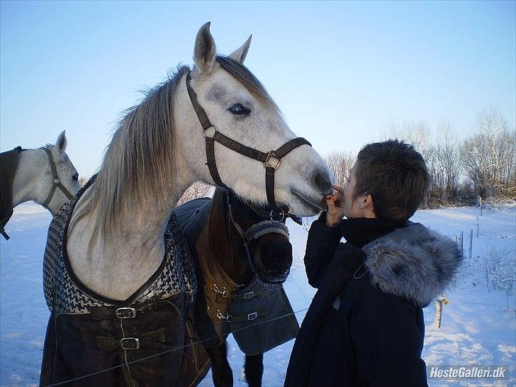 Arabisk fuldblod (OX) Aki-Bells Akira billede 5