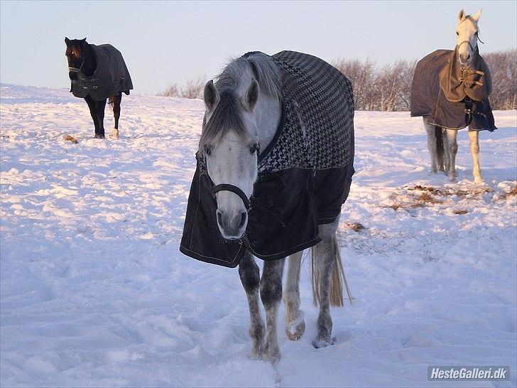 Arabisk fuldblod (OX) Aki-Bells Akira billede 6