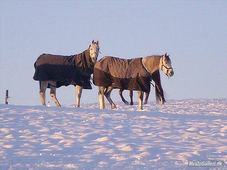 Arabisk fuldblod (OX) Aki-Bells Akira billede 7