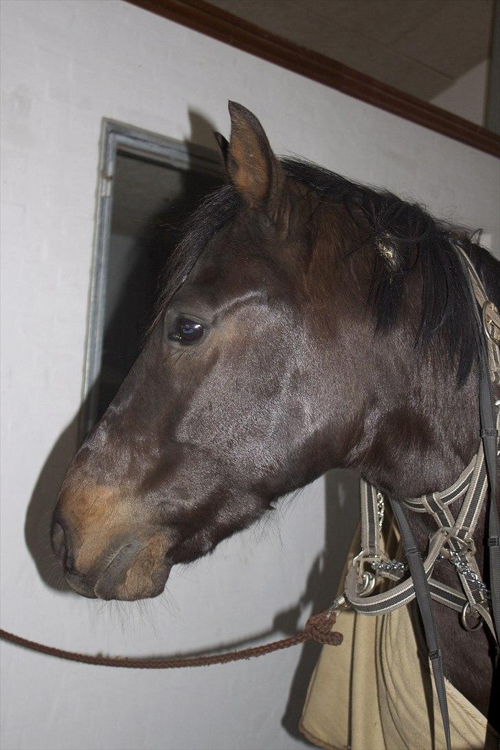 Welsh Cob (sec D) Tecno  - young and wild and free.. yup. billede 17