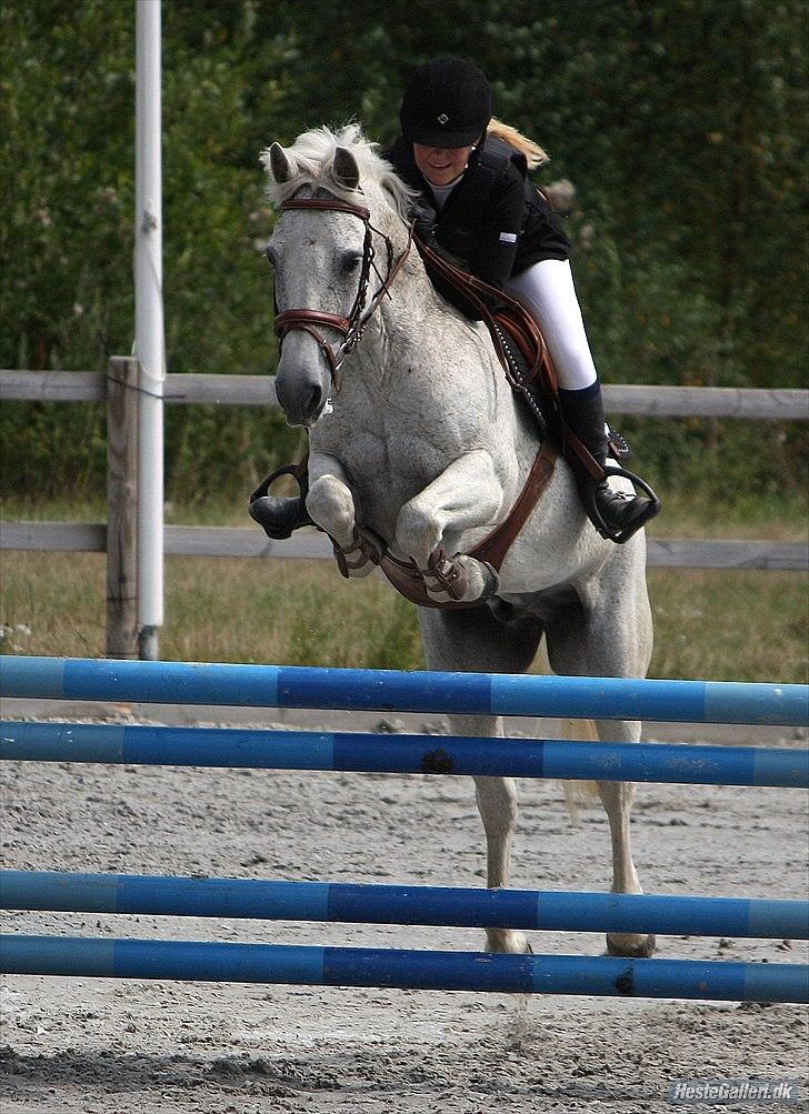 Anden særlig race BOBBY - DM hold 2010 billede 1