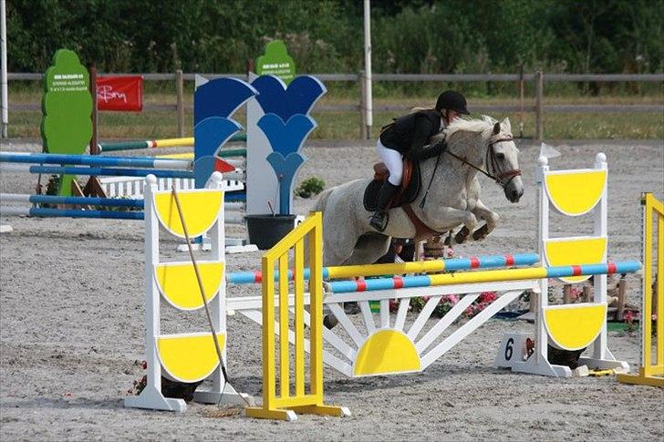 Anden særlig race BOBBY - DM hold 2010 billede 3