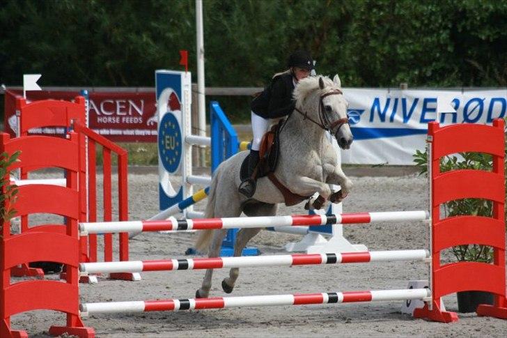 Anden særlig race BOBBY - DM hold 2010 billede 4