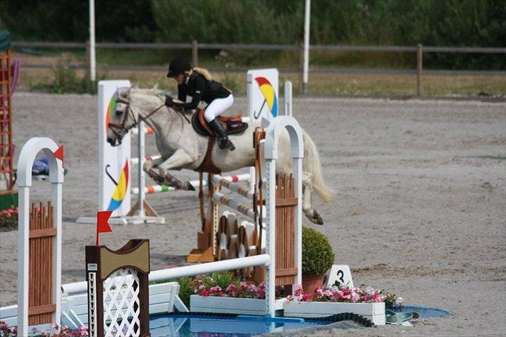 Anden særlig race BOBBY - DM hold 2010 billede 5