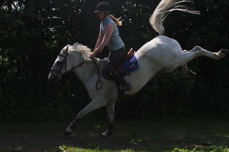 Anden særlig race BOBBY - Springtræning 2010 billede 6