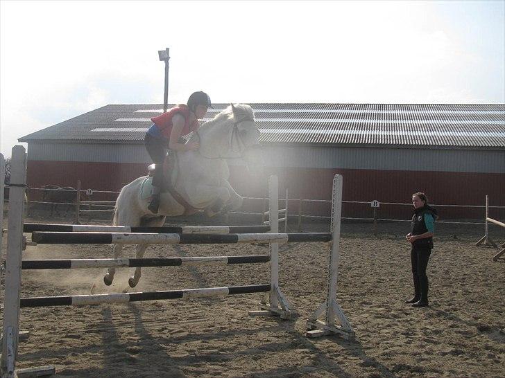 Anden særlig race BOBBY - Springtræning 2011 billede 7