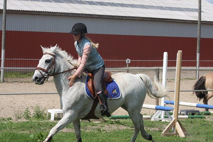 Anden særlig race BOBBY - Springtræning 2010 billede 8