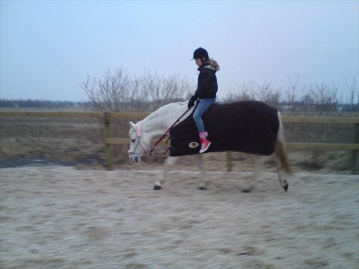 Anden særlig race  Højvangs Marabou <3  -  Christine og Marabou rider bidløst :D billede 17