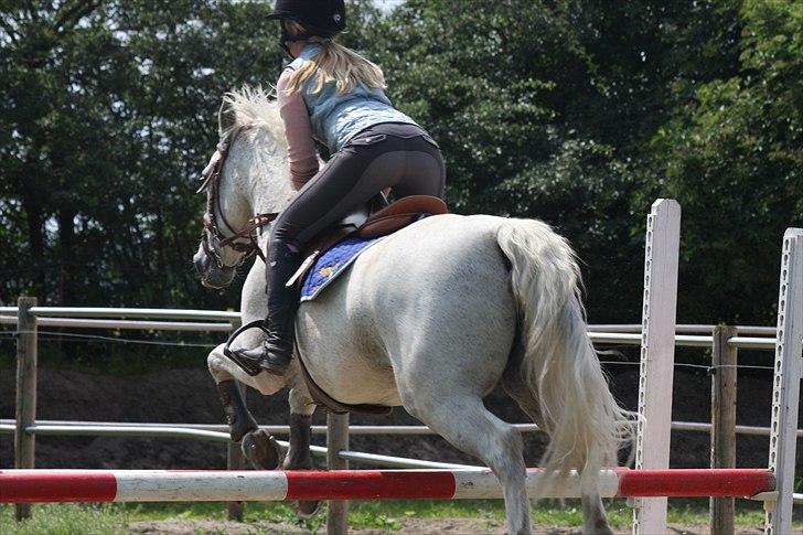 Anden særlig race BOBBY - Gymnastiskspring 2010 billede 9